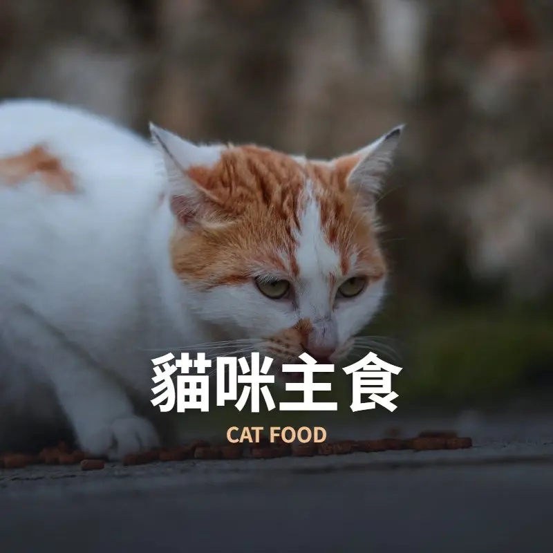 貓咪主食