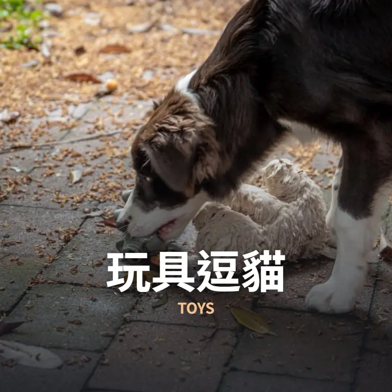 玩具逗貓