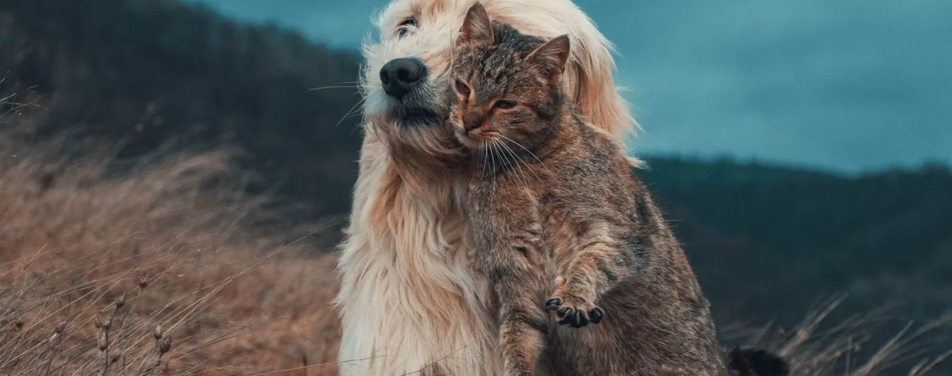 從幼犬幼貓到熟齡毛孩，都找得到最適合牠的那一包。